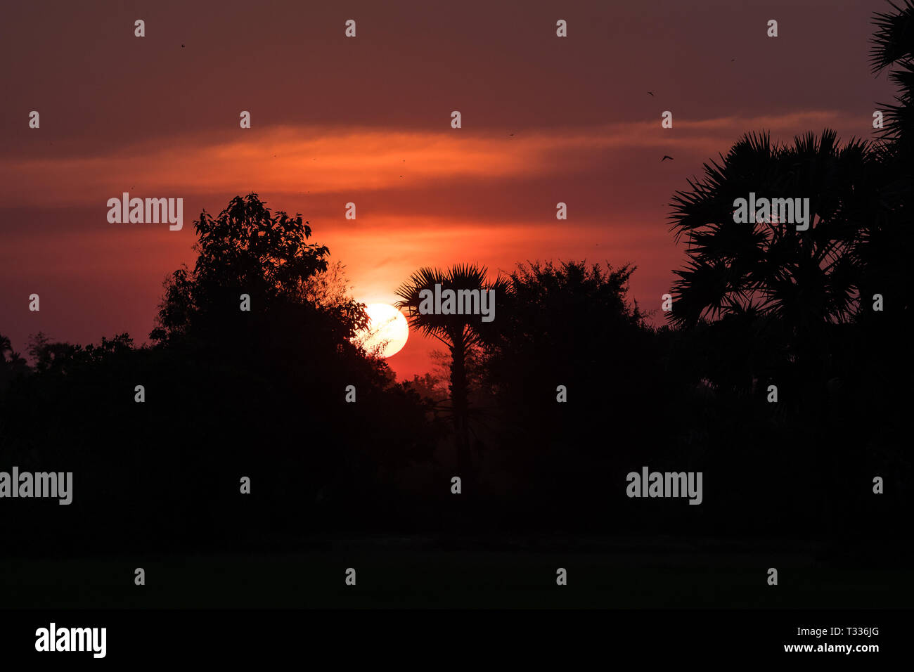 Tramonto tropicale nel distretto rurale, Siem Reap, Cambogia Foto Stock