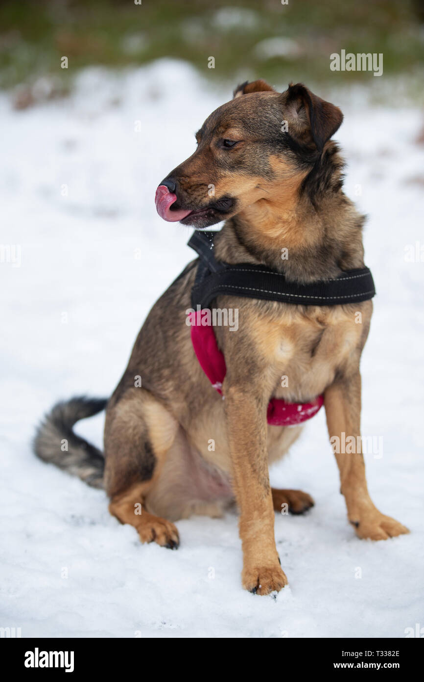 Ritratto di incroci di cane in una foresta di inverno Foto Stock