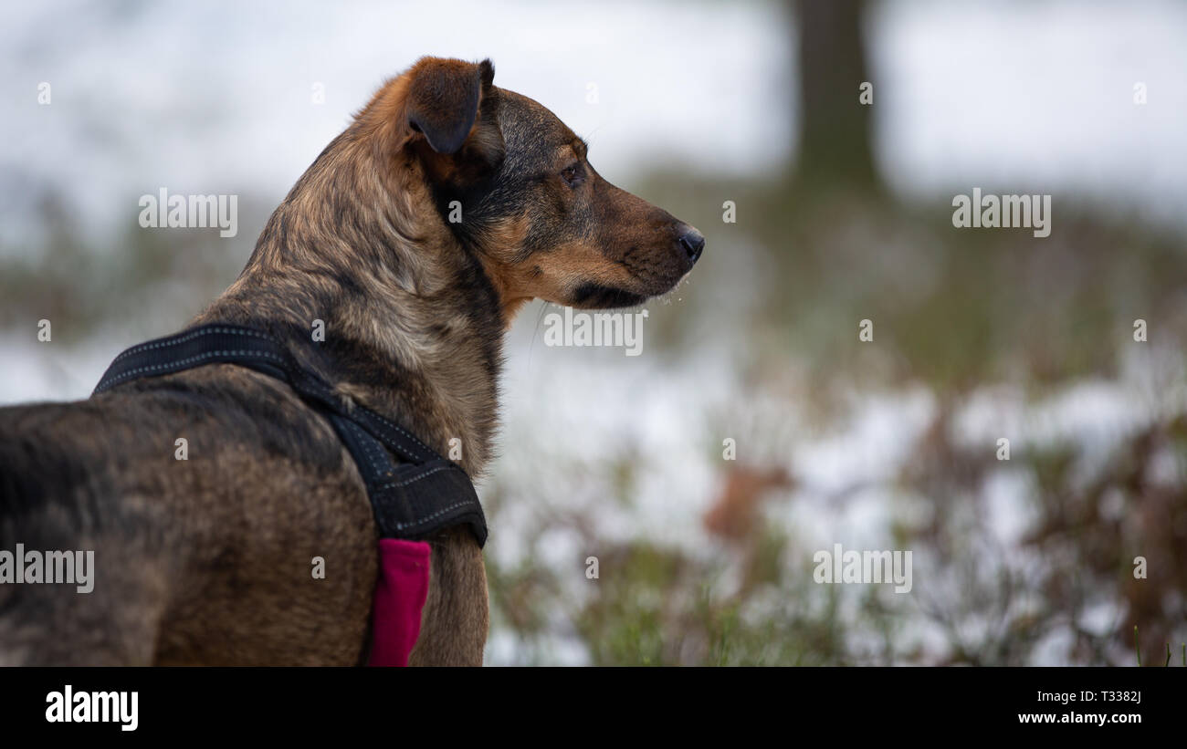 Ritratto di incroci di cane in una foresta di inverno Foto Stock