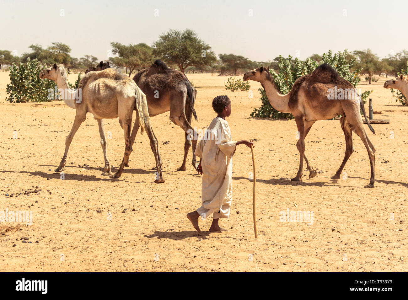 Un giovane pastore con i suoi cammelli, nei pressi di Meroe, in Sudan, in Africa. Foto Stock