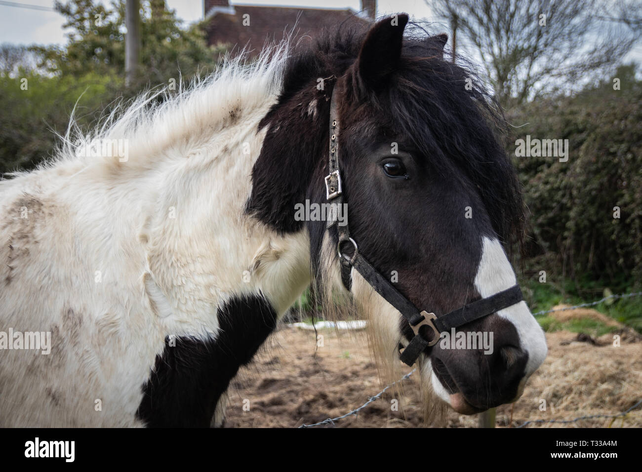 Bianco e nero cavallo che indossa una briglia close up Foto Stock