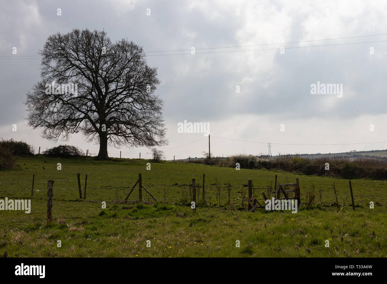 Un albero solitario nella campagna inglese con il cancello e la recinzione Foto Stock