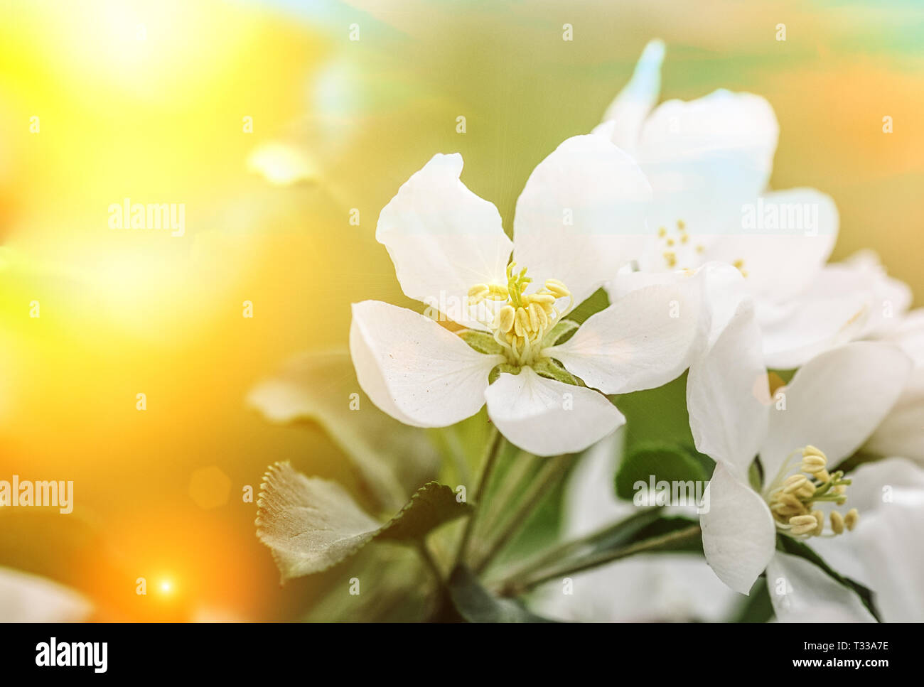 La molla sbocciare fiori, possono essere utilizzati asbackground Foto Stock