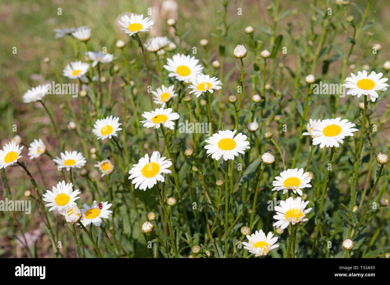 Close up di margherite bianco sul prato primavera erba verde Foto Stock
