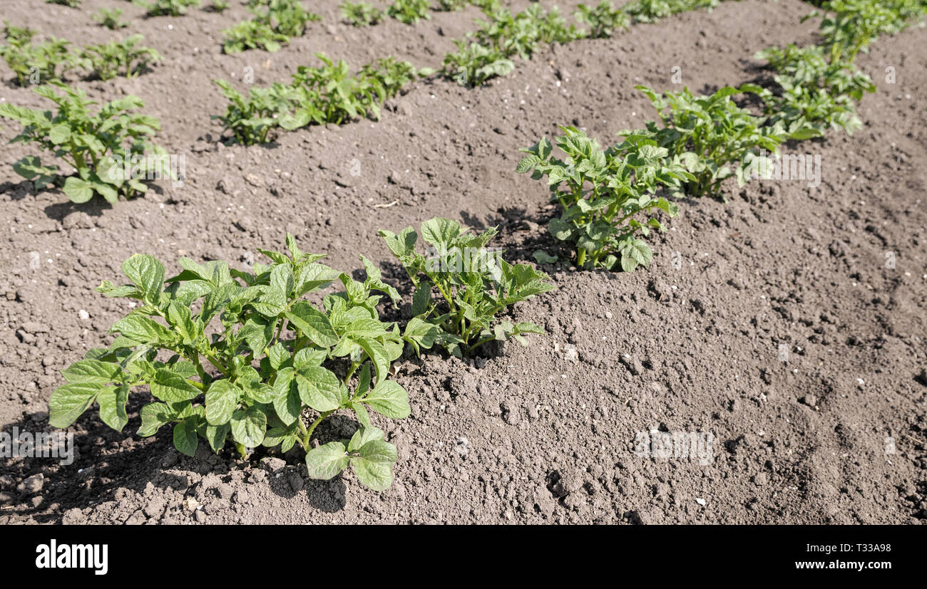 Campo di patate con germogli verdi in una riga sotto la luce di sole Foto Stock