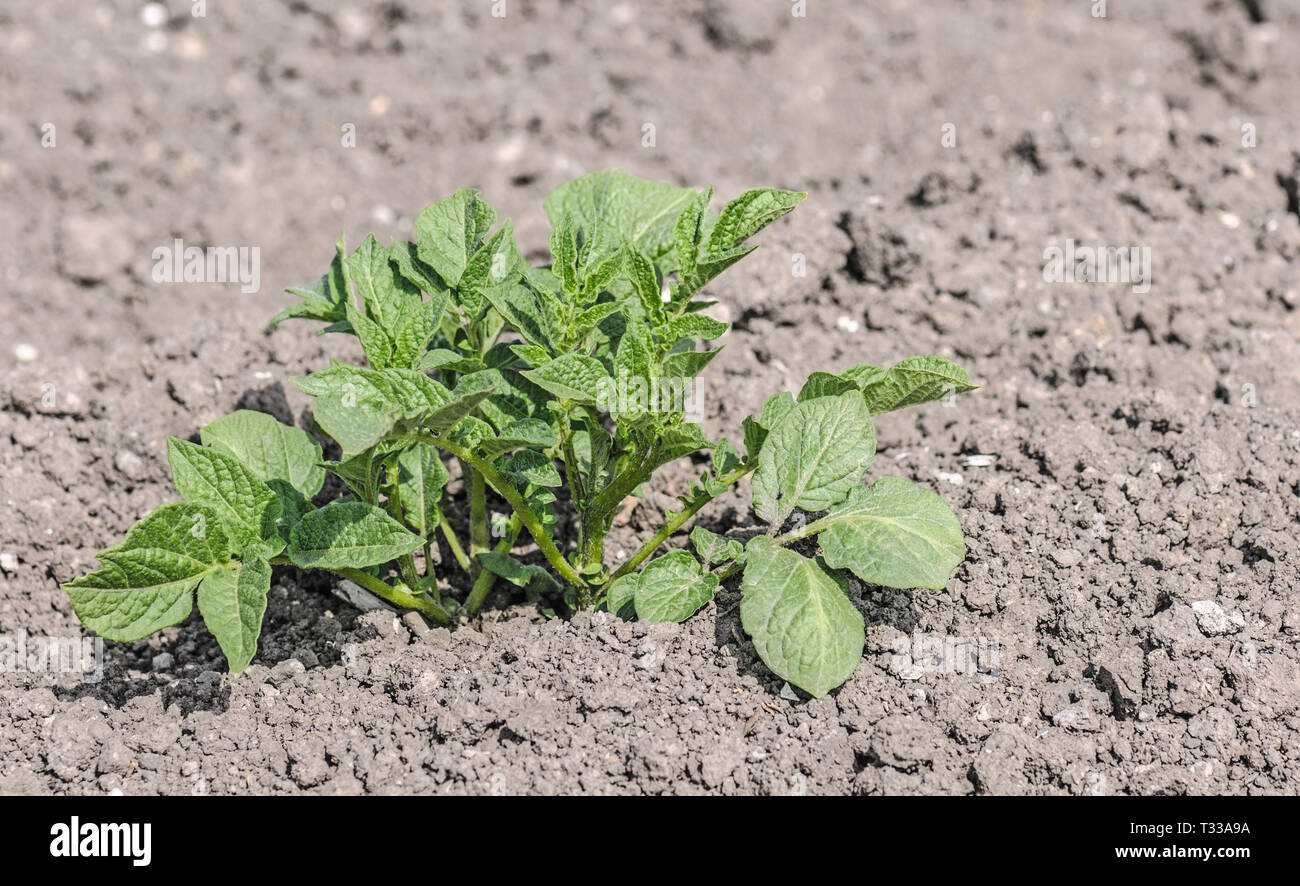 Nuovi germogli di patata nel suolo di giardino a mezzogiorno Foto Stock