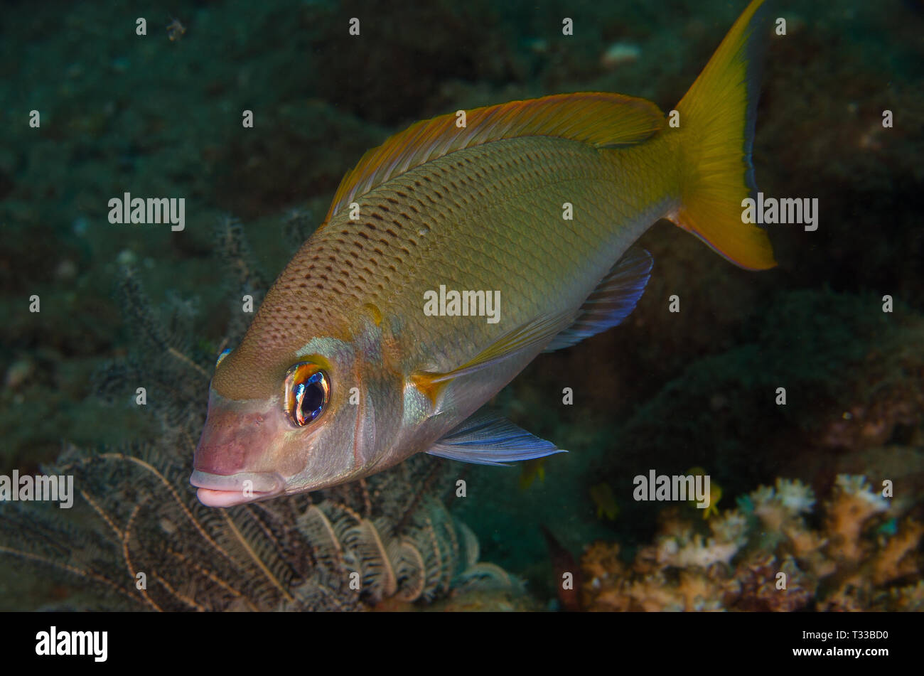 Pacific limanda imperatore, Lethrinus atkinsoni, Lethrinidae, Anilao, Filippine, Mare delle Filippine, Oceano Pacifico, in Asia Foto Stock