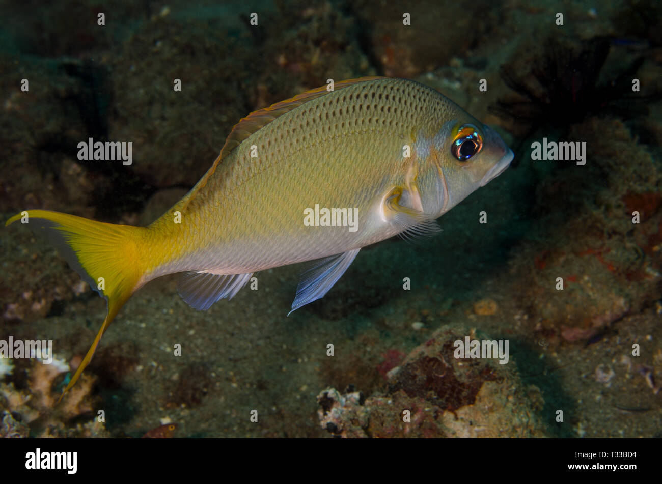 Pacific limanda imperatore, Lethrinus atkinsoni, Lethrinidae, Anilao, Filippine, Mare delle Filippine, Oceano Pacifico, in Asia Foto Stock