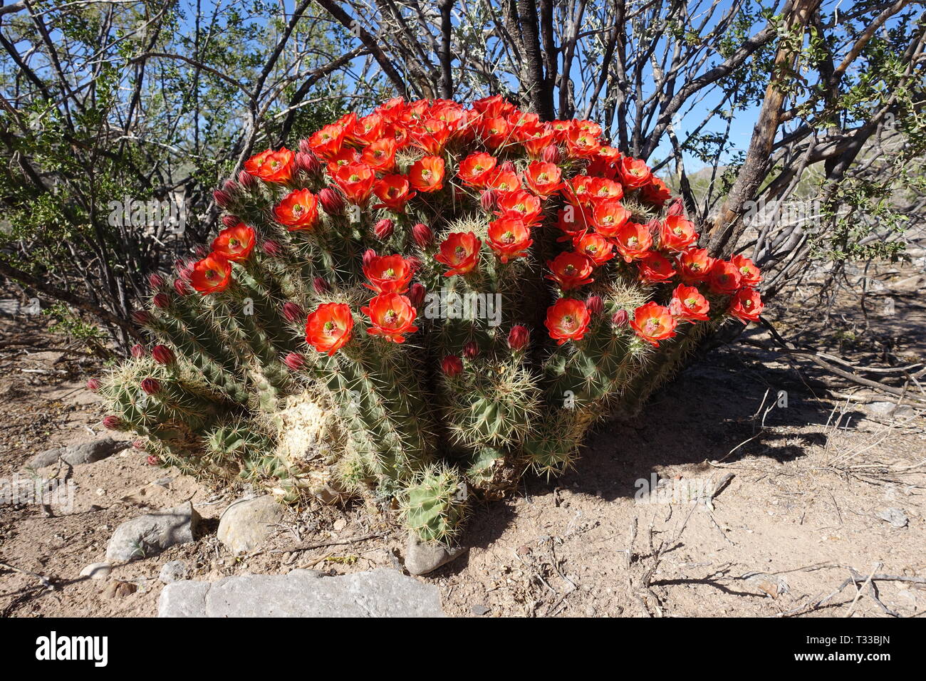 Nel sud ovest, la finestra per le piante a fiore e riprodurre è piccolo, così la molla di minimo la pioggia possono impostare off una valanga di colore Foto Stock