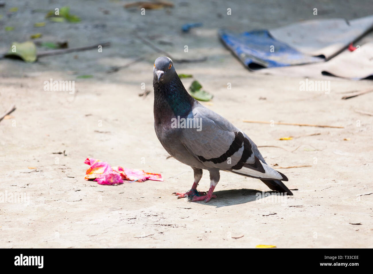 Animali domestici Piccioni sul terreno Foto Stock