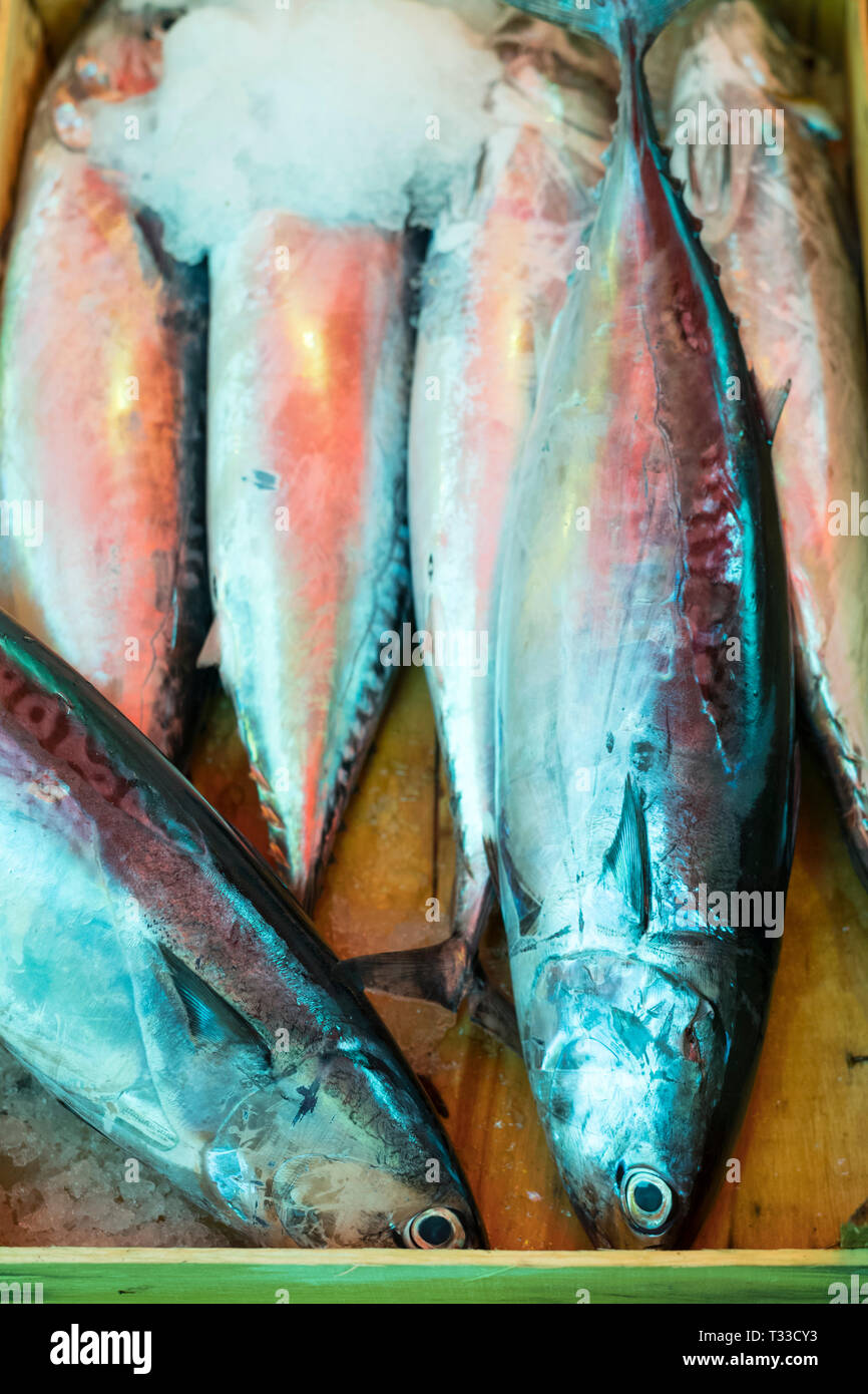 Fresco di pesce oleoso refrigerati con ghiaccio in vendita presso la famosa Ballero street market per cibi freschi a Palermo, Sicilia, Italia Foto Stock