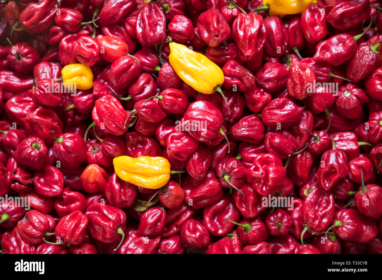 Colore brillante peperoni rossi e gialli - Peperoni - a Ballero street market per fresche insalate e verdure a Palermo, Sicilia, Italia Foto Stock