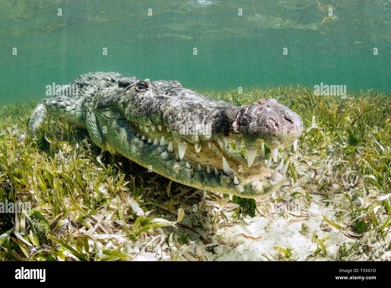 Coccodrillo americano, Crocodylus acutus, Banco Chinchorro, Mar dei Caraibi, Messico Foto Stock