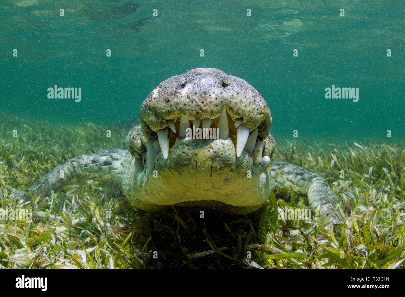 Coccodrillo americano, Crocodylus acutus, Banco Chinchorro, Mar dei Caraibi, Messico Foto Stock
