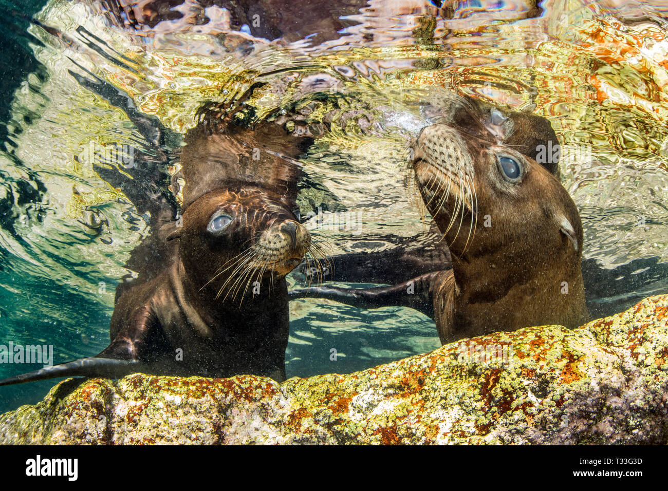 Il leone marino della California, Zalophus californianus, La Paz, Baja California Sur, Messico Foto Stock