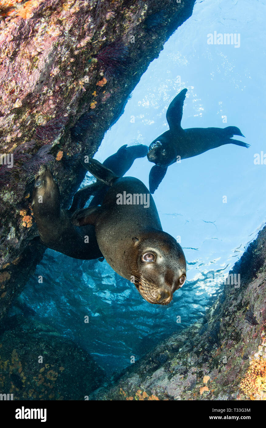 Il leone marino della California, Zalophus californianus, La Paz, Baja California Sur, Messico Foto Stock