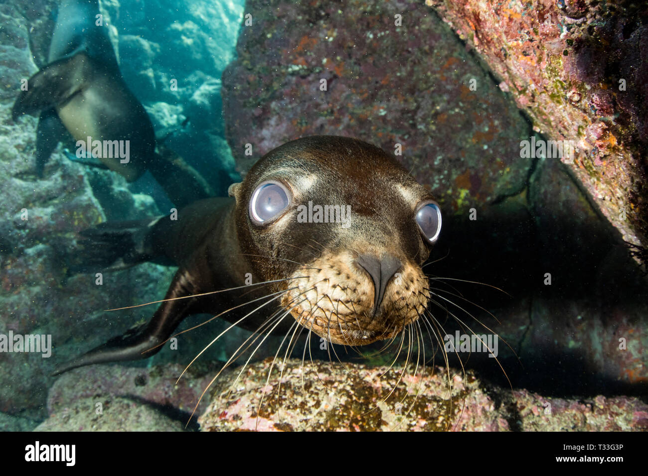 Il leone marino della California, Zalophus californianus, La Paz, Baja California Sur, Messico Foto Stock