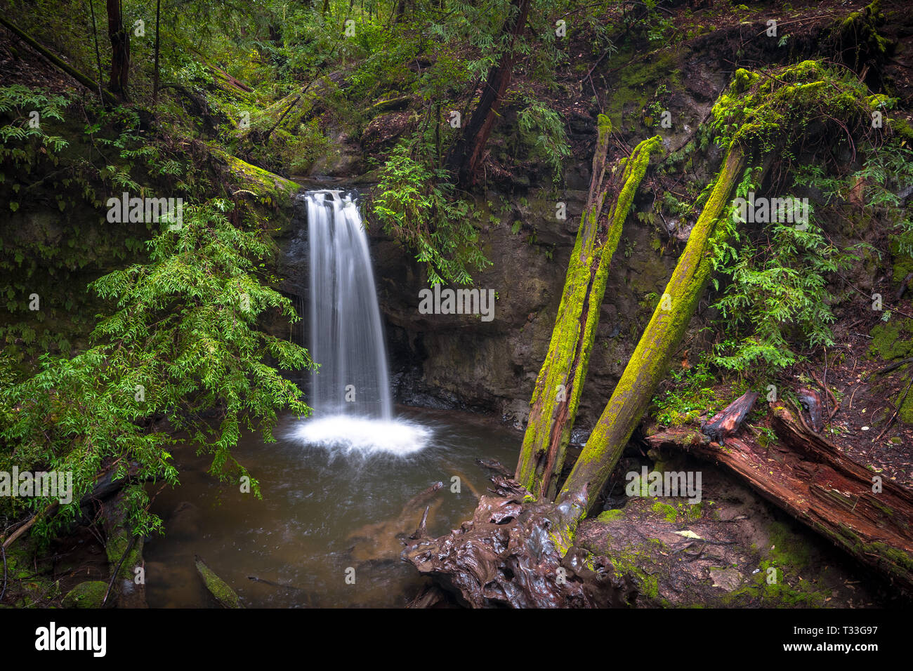 Sempervirens cade in Primavera - Big Basin Parco Statale, Santa Cruz Mountains Foto Stock