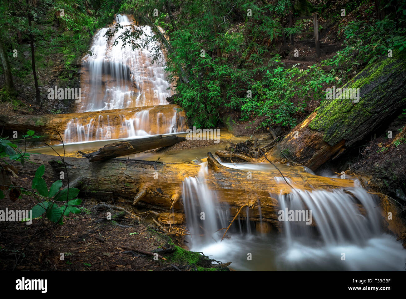 Golden Cascade Falls - Big Basin Parco Statale, Santa Cruz Mountains Foto Stock