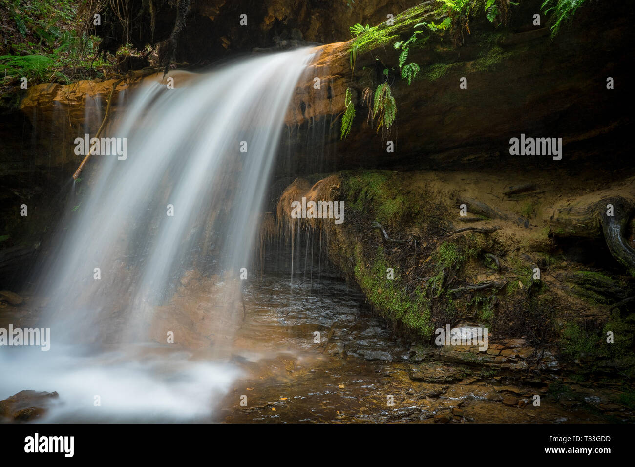 Cascata perfetto - Big Basin Parco Statale, Santa Cruz Mountains, California Foto Stock