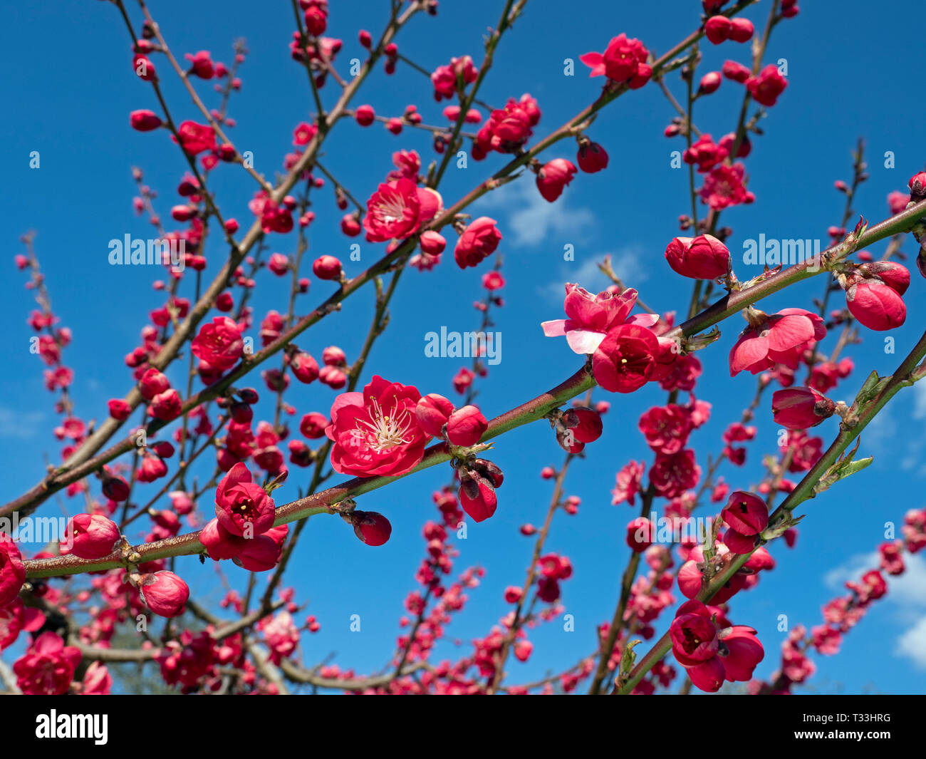 Pesco Prunus persica Melred in fiore Foto Stock