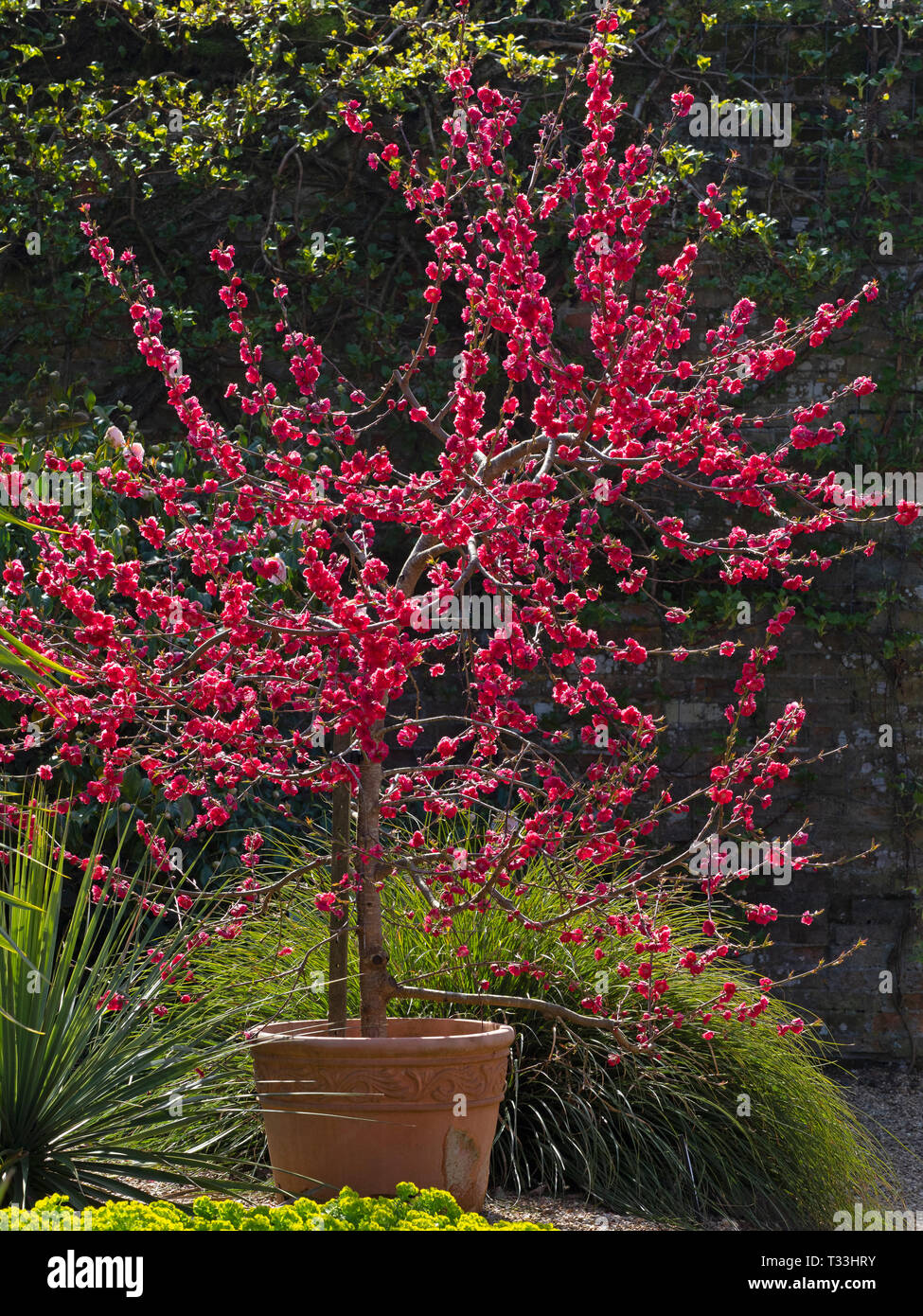 Pesco Prunus persica Melred in fiore Foto Stock