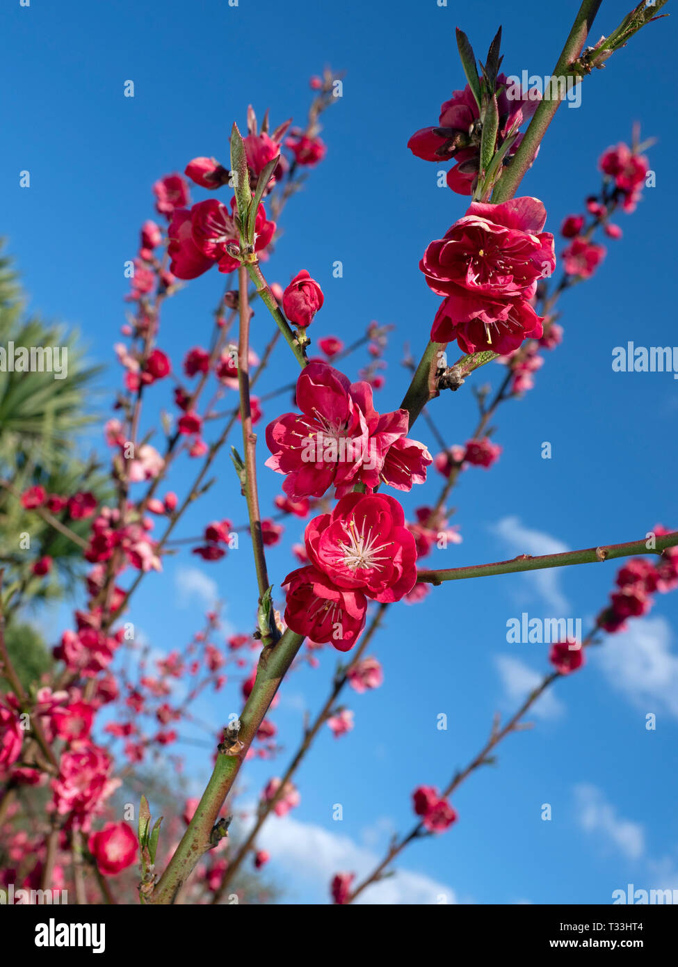 Pesco Prunus persica Melred in fiore Foto Stock