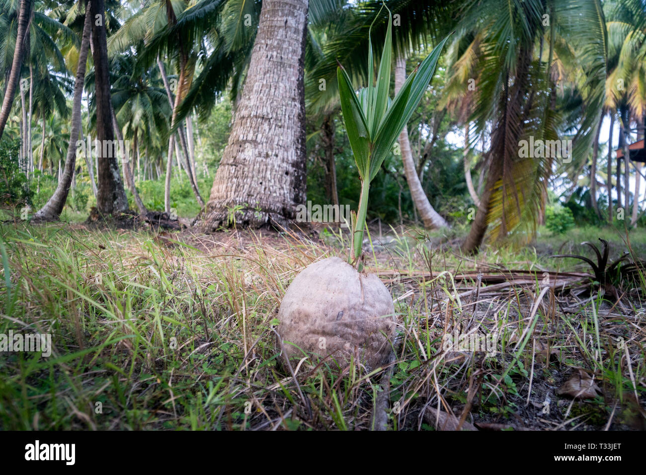 Piantine di noce di cocco. germogliato di noce di cocco in un boschetto di palme Foto Stock