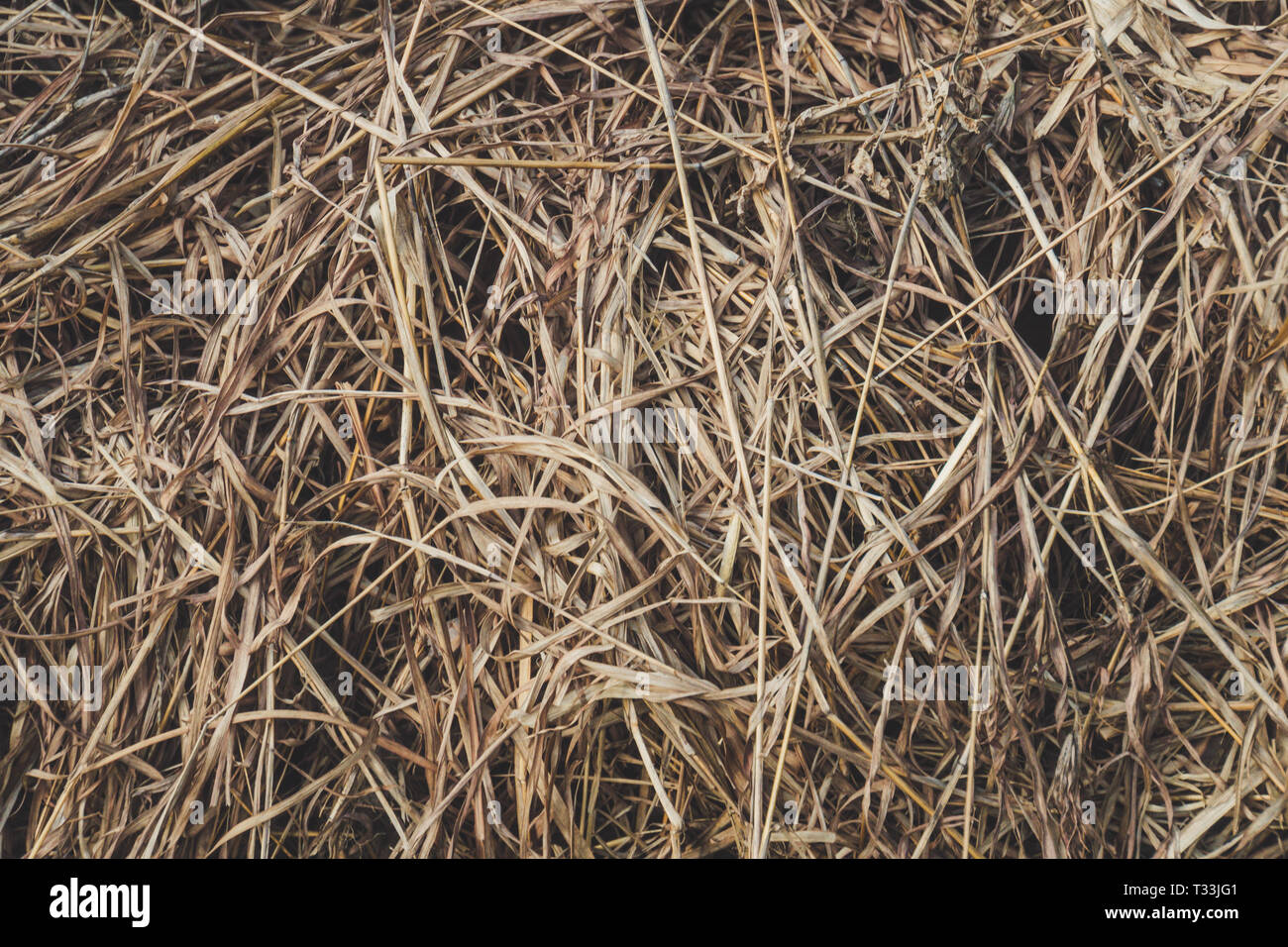 Lungo erba secca come sfondo. brown erba. Il fieno secco Foto Stock