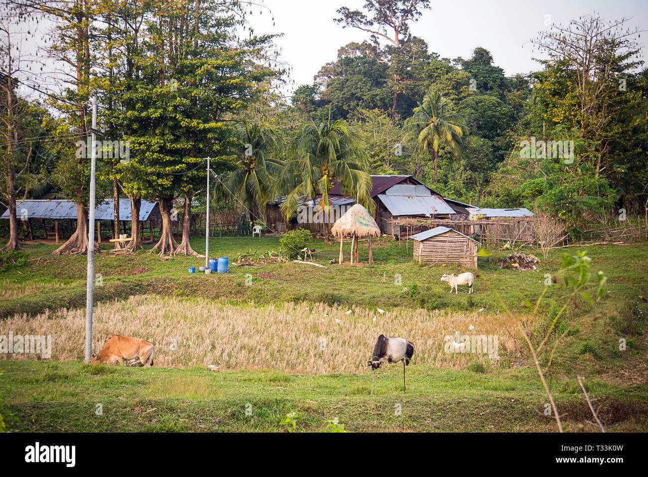 Il pascolo di bestiame in India rurale. La vita rurale in aree indiane Foto Stock
