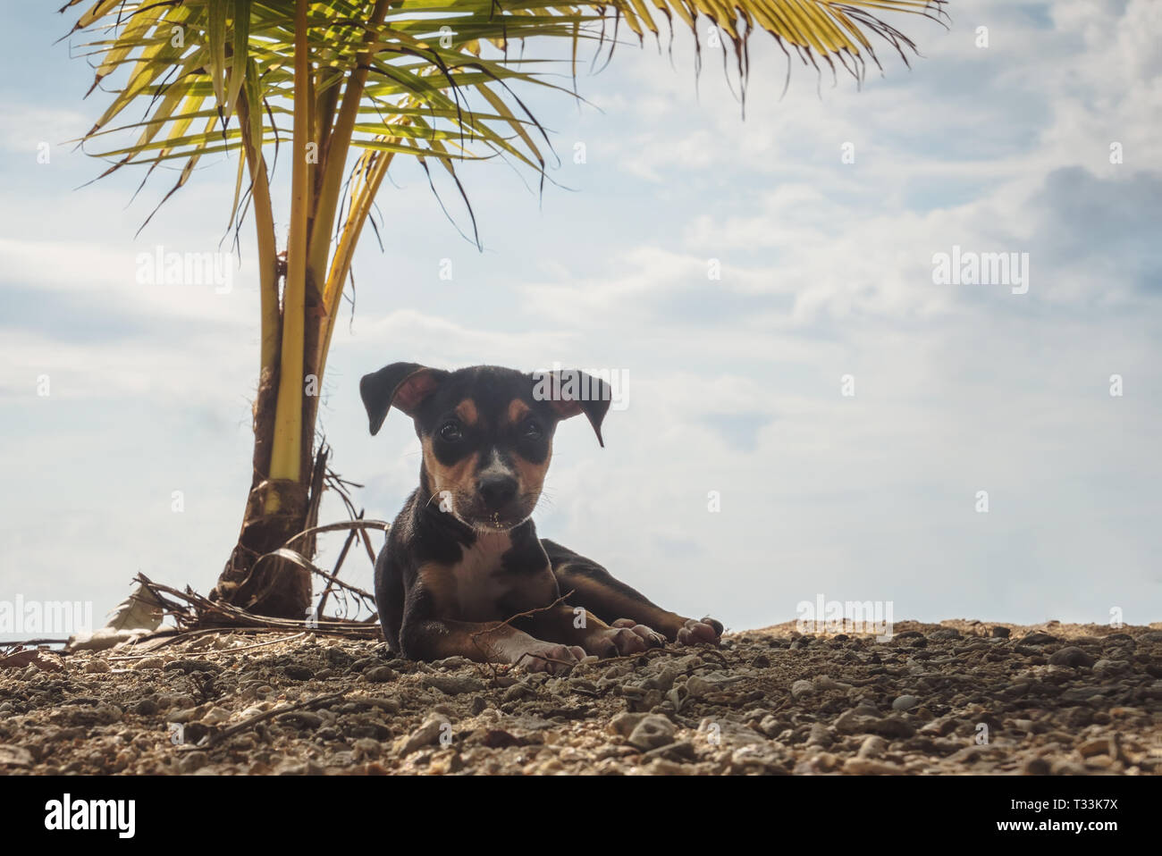 Cane e rilassante sotto il palmo della mano alla spiaggia , godendo le vacanze estive Vacanze. Neil Island, Andaman e Nicobar, India. bella, dolce, piuttosto, lo Foto Stock