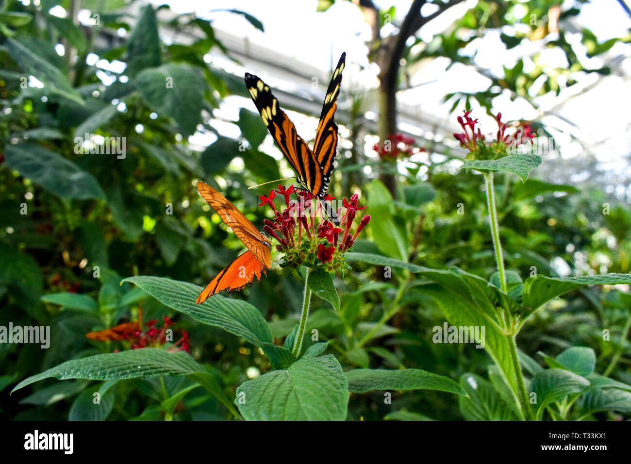 Una delicata farfalla monarca poggia su un fiore coloratissimo. Foto Stock