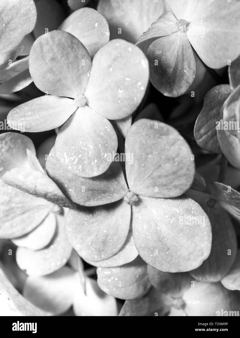 Fragili fiori e piccoli fiori bianchi nel mazzo di fiori Foto Stock