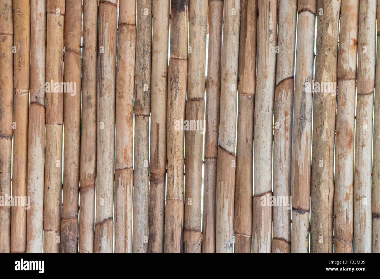 Recinto di bambù sfondo. luce di steli di bambù sulla parete Foto Stock