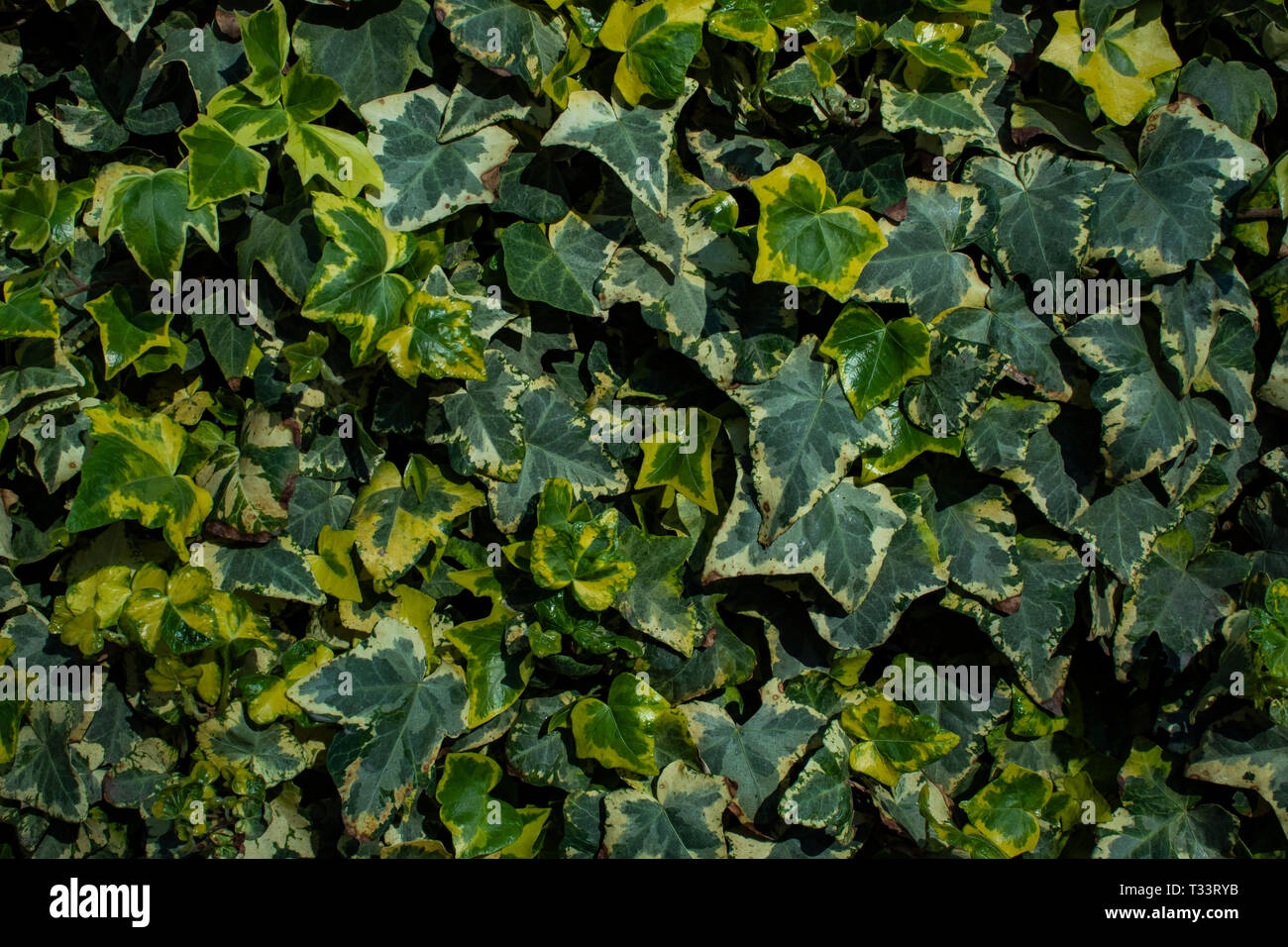 La luce solare è rendere questo giardino risaltano Foto Stock