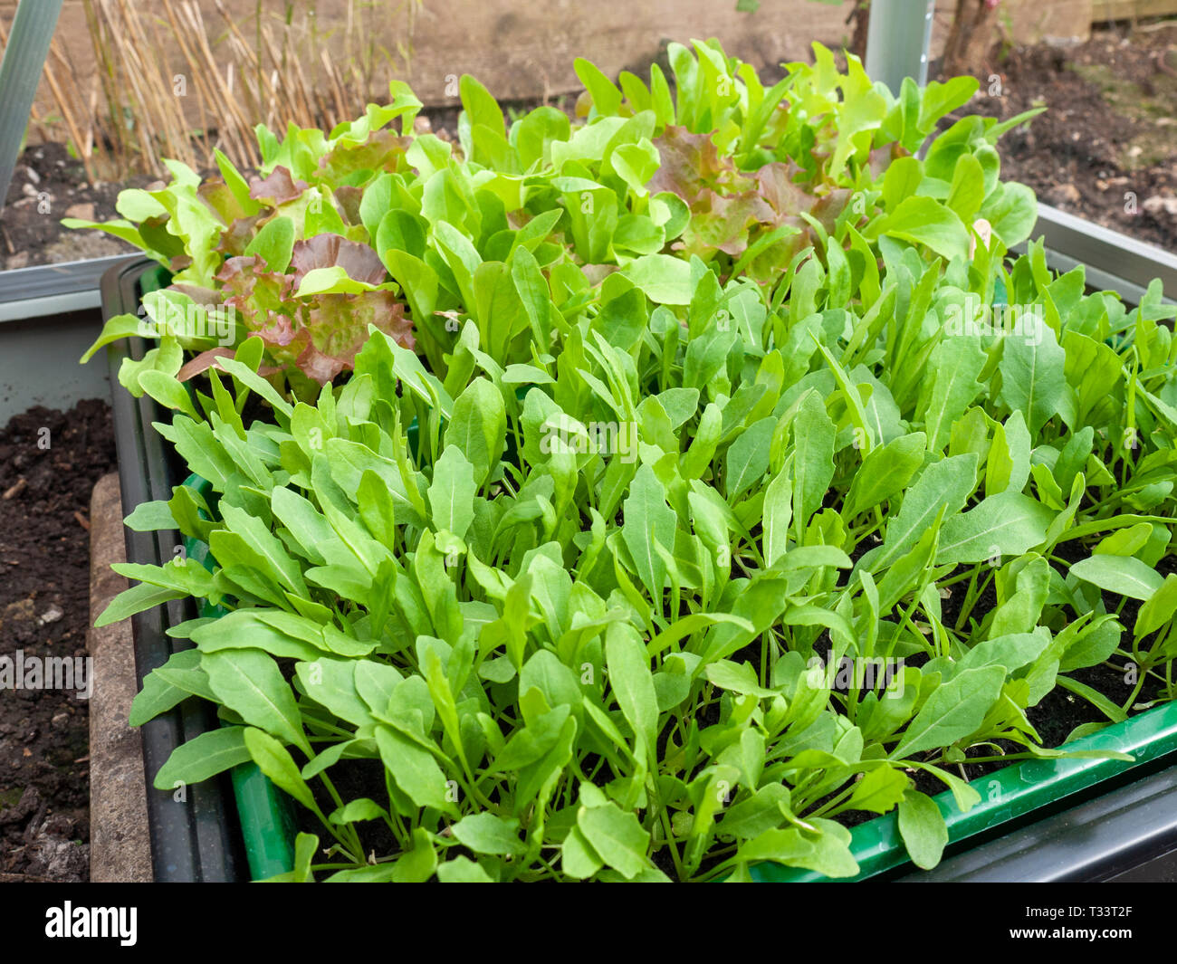 La rucola, o la rucola (Eruca sativa) e miscelati germogli di lattuga coltivata in serra. Foto Stock