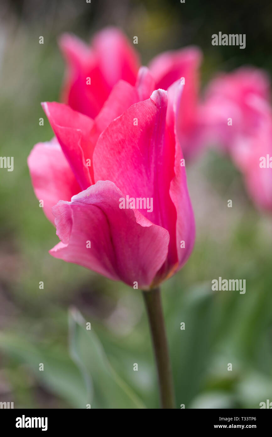 Primo piano del tulipano rosa - Tulipa 'Lydia' fiorito in un giardino all'inglese in primavera, Inghilterra, Regno Unito Foto Stock