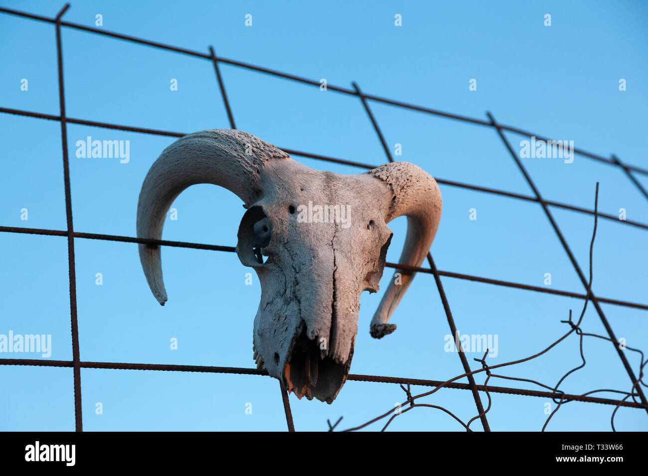 Ram cranio, spesso usato come un elemento apotropaico in ovili in Grecia. Foto Stock