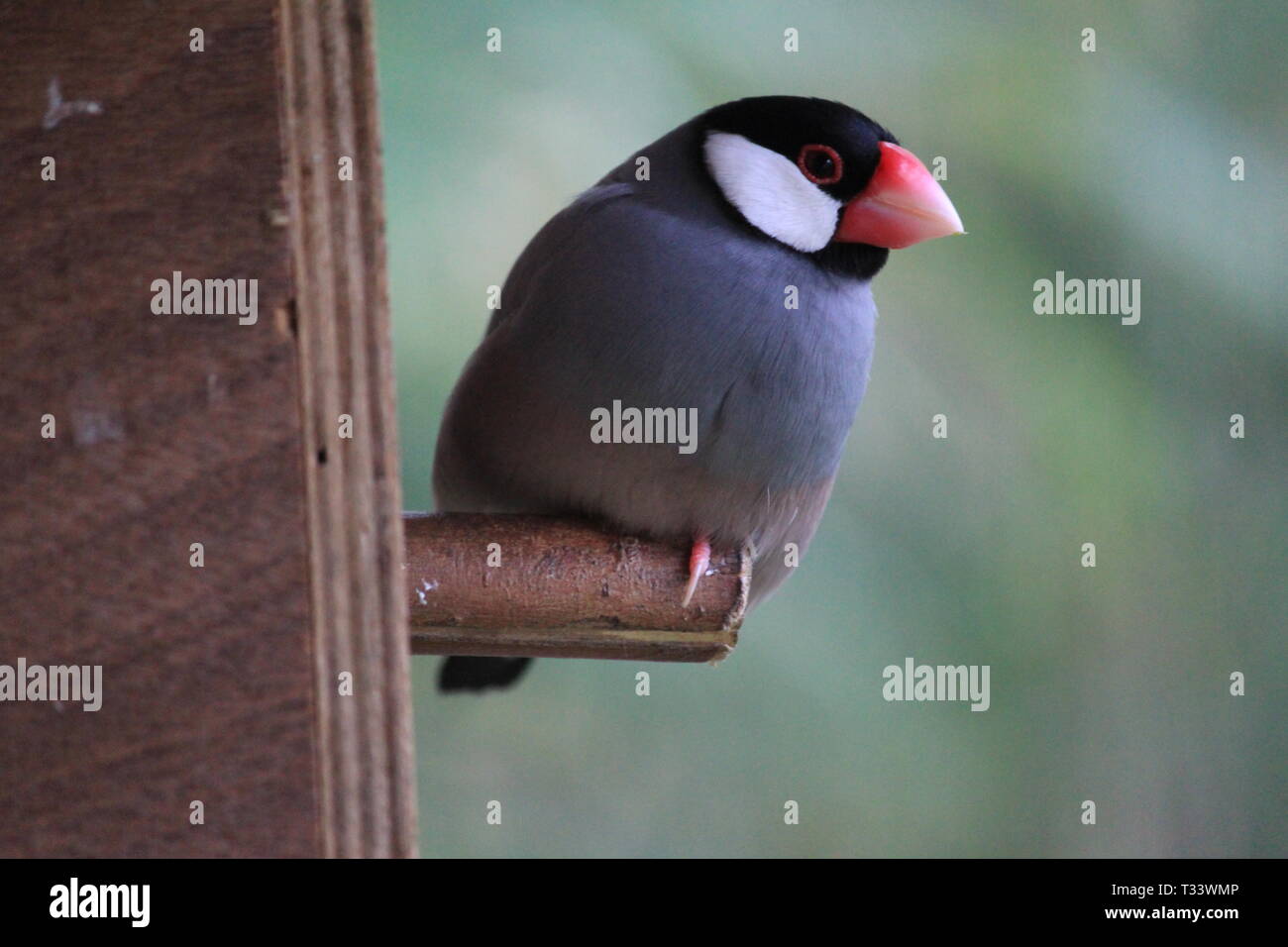 Java sparrow Foto Stock