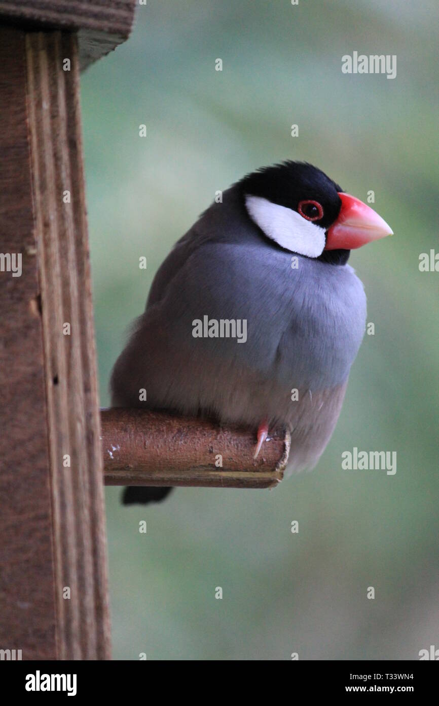 Java sparrow Foto Stock