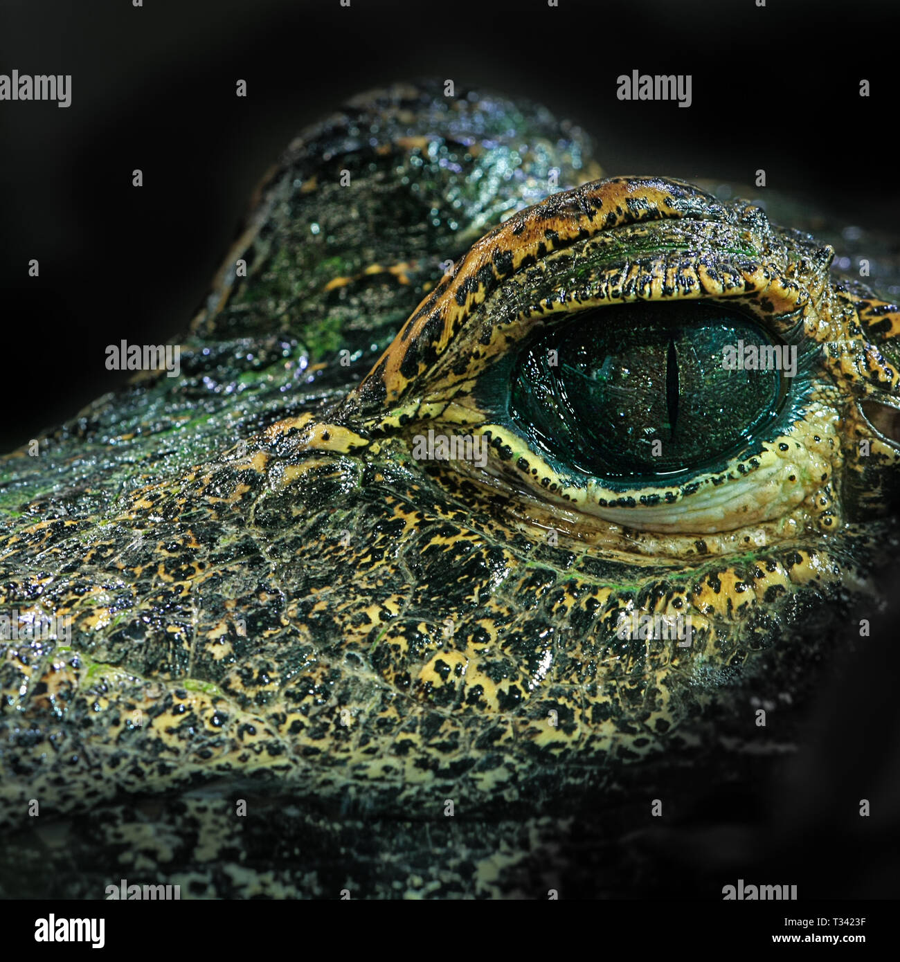 Alligator Eye close-up verticale Foto Stock