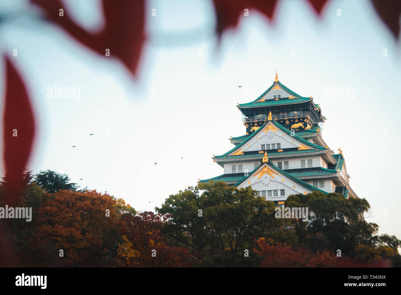 Il Castello di Osaka in Autunno in Giappone Foto Stock