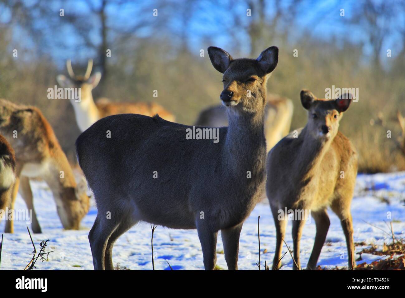 Carino cervi nella neve Foto Stock