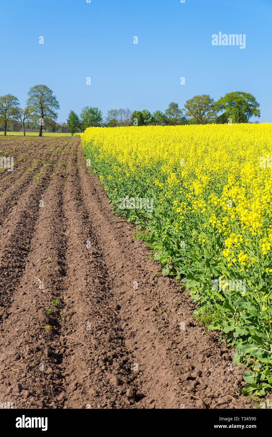Paesaggio europeo con terreni arati e campo giallo di piante di colza Foto Stock