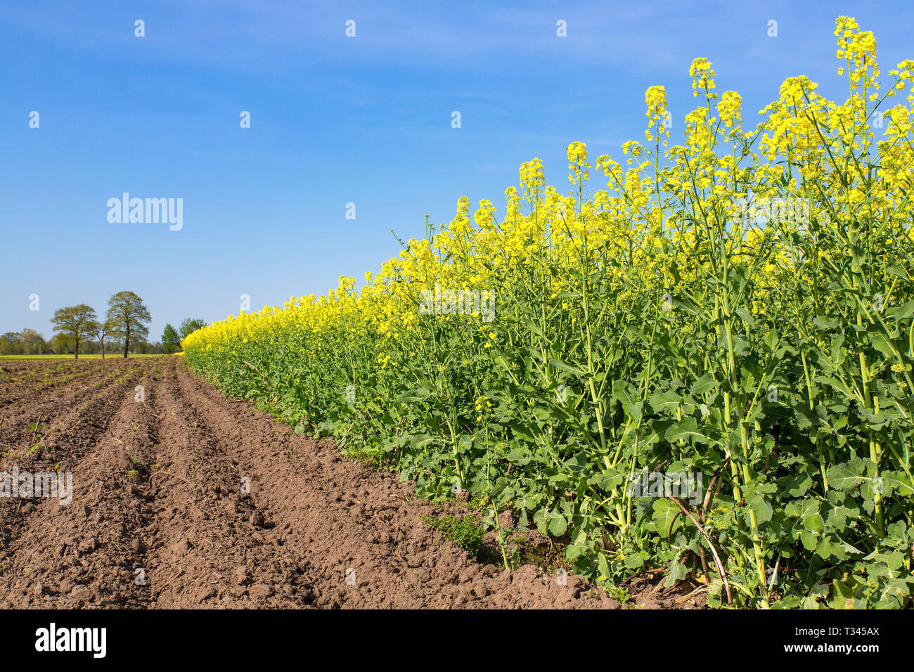 Paesaggio olandese con campo arato e giallo campo di fioritura delle piante di colza Foto Stock