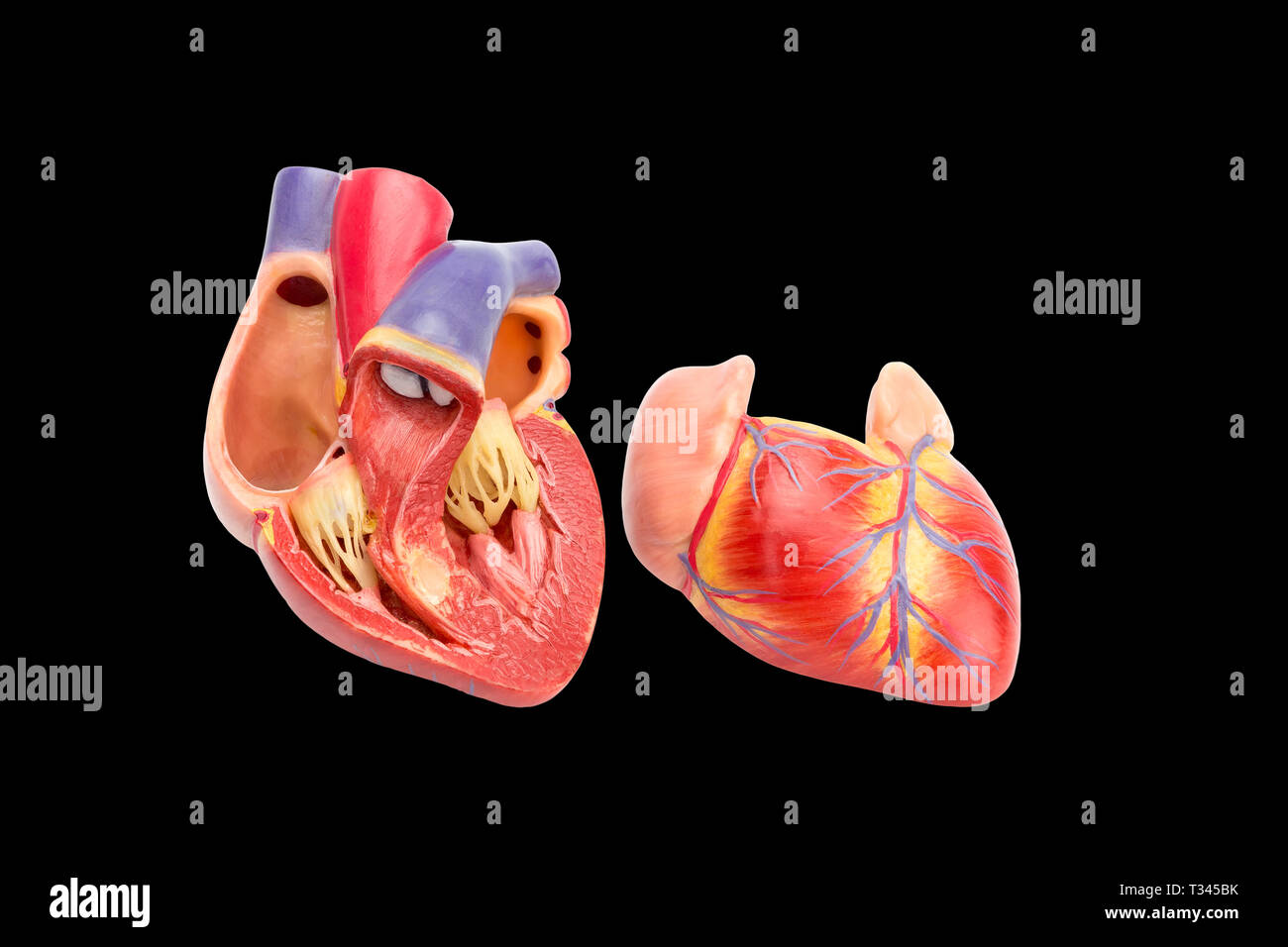 Aprire il cuore umano che mostra il modello interno isolato su sfondo nero Foto Stock