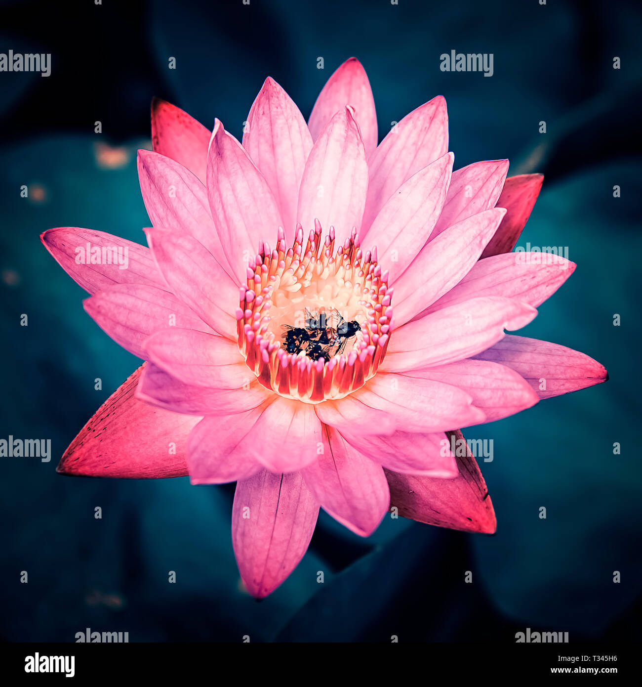 Carnivoro rosa fiore di loto Foto Stock