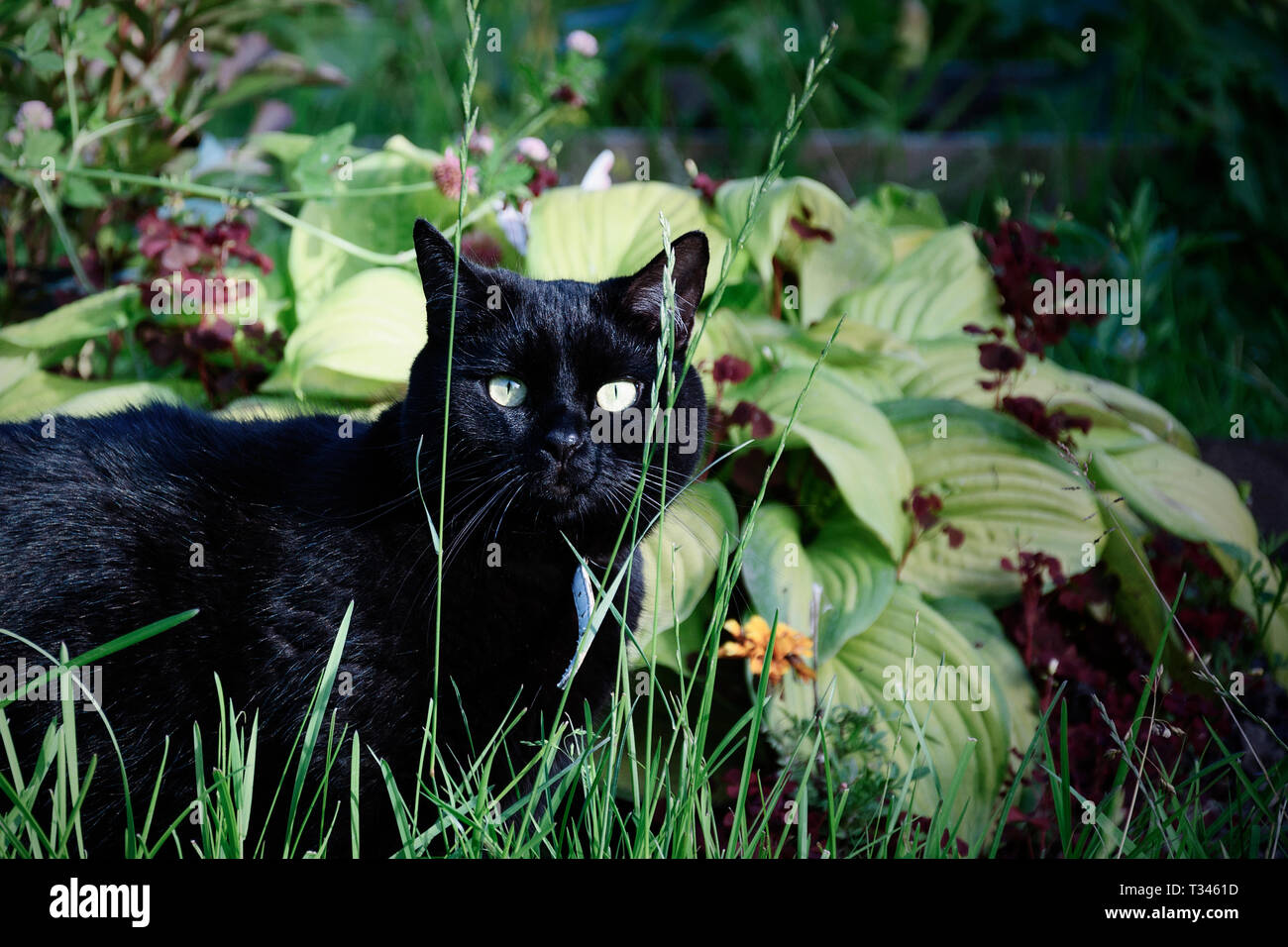 Gatto nero camminare nel giardino verde erba Foto Stock