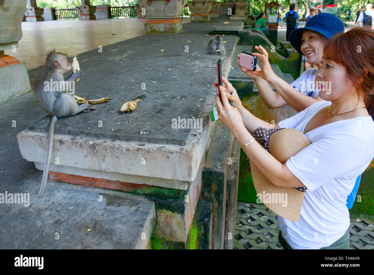 Turisti asiatici divertendosi, fotografando una banana eating macaque di Ubud sacro Santuario della Foresta delle Scimmie. Ubud, Bali, Indonesia. Foto Stock