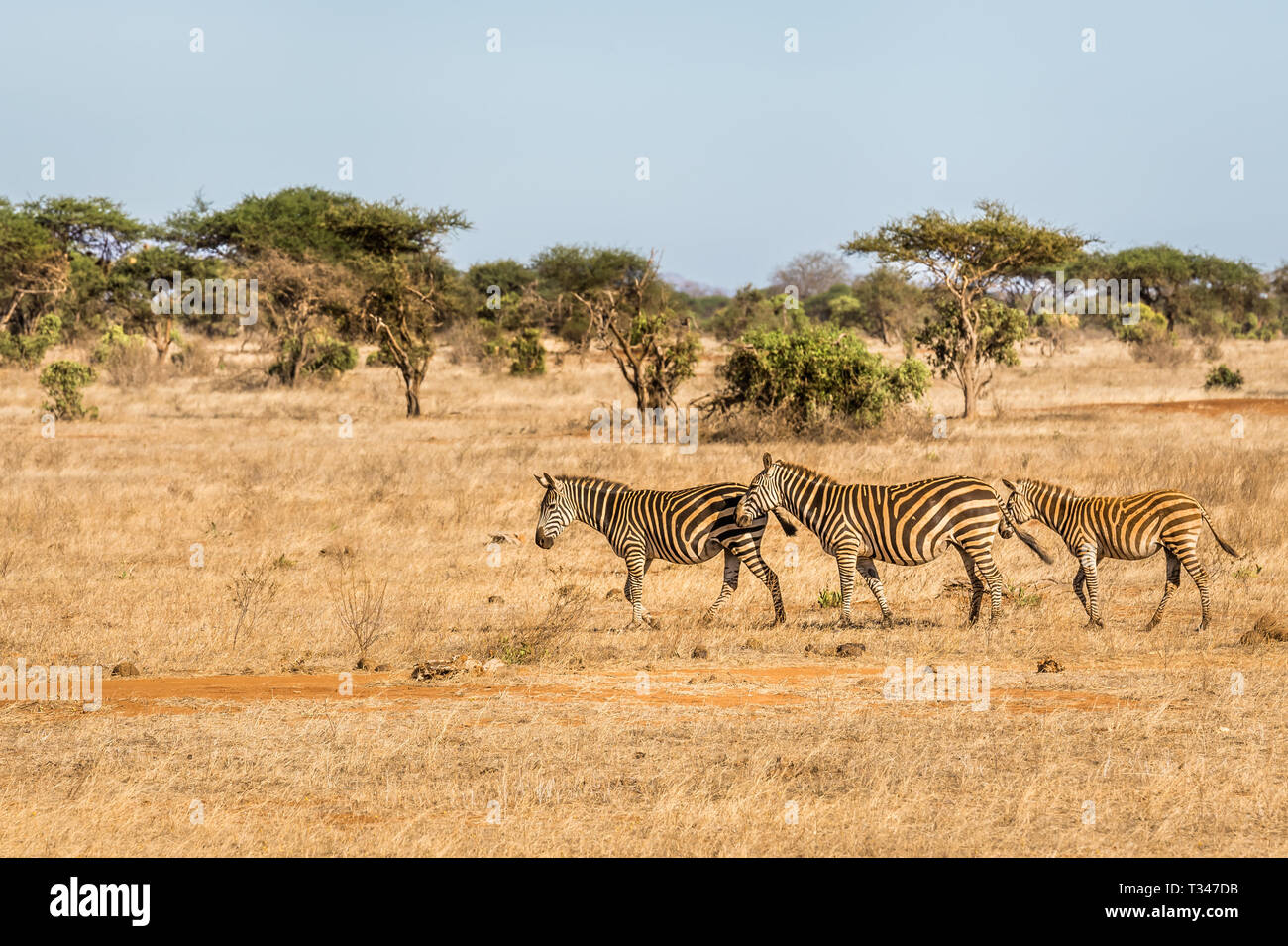 Allevamento di incredibile zebre sulle pianure di Savannah a Tsavo East Park, Kenya Foto Stock